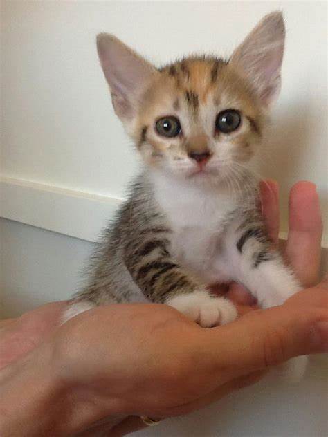 gato amarelo no colo da sua nova dona
