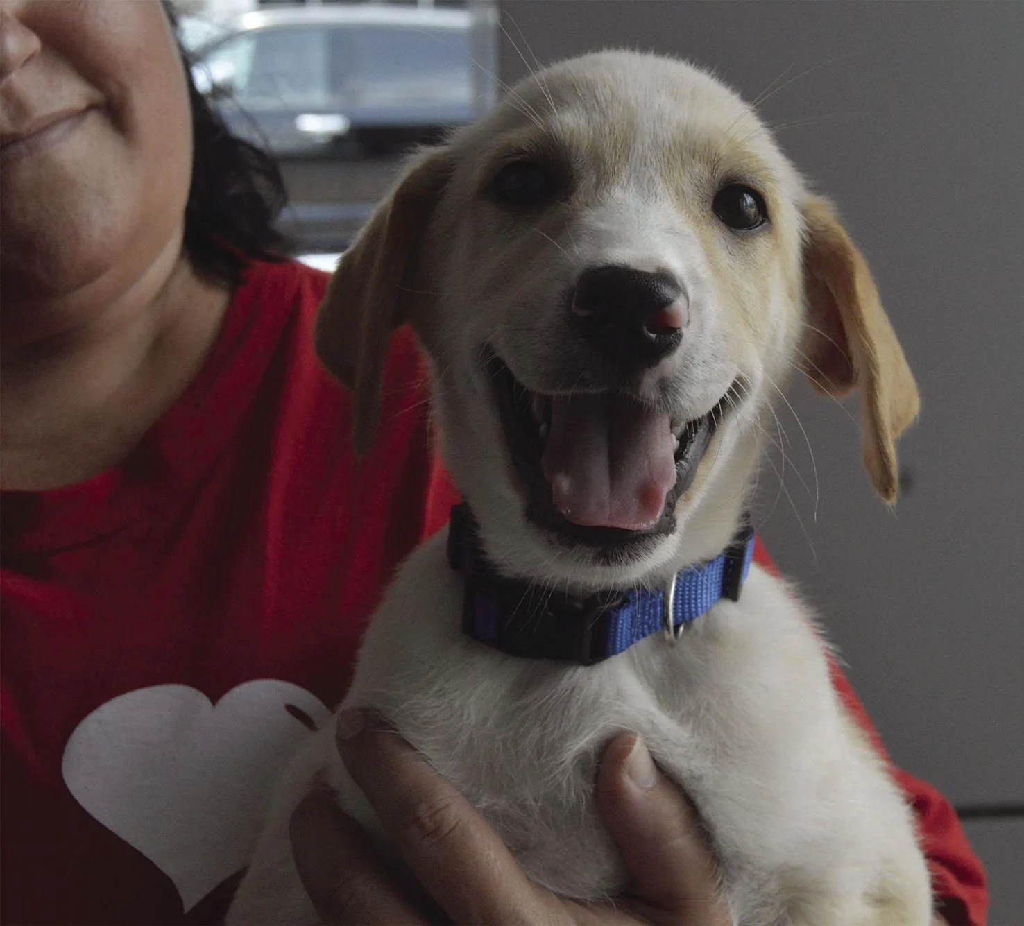 cão caramelo no colo da sua nova dona