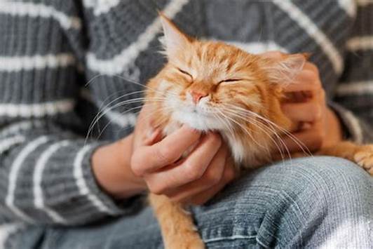 gato amarelo no colo da sua nova dona